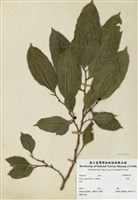 藏品(白肉榕)的圖片